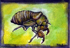 cicada